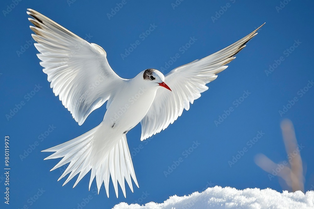 White Seabird in Flight Over Snowy Ground with a Blue Sky Background White Seabird in Flight Over Snowy Ground with a Blue Sky Background