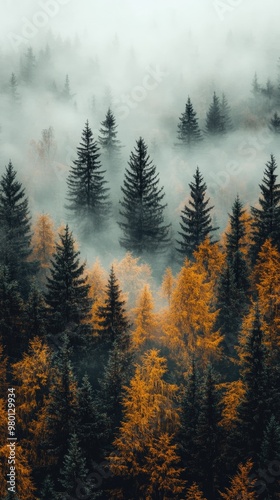 Misty Spruce Forest with Tall Trees Disappearing into Fog