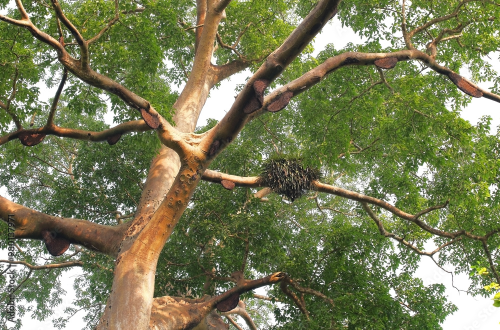 The nesting of bees on tall trees in the middle of the forest in Thailand. The nesting of bees on tall trees in the middle of the forest in Thailand.