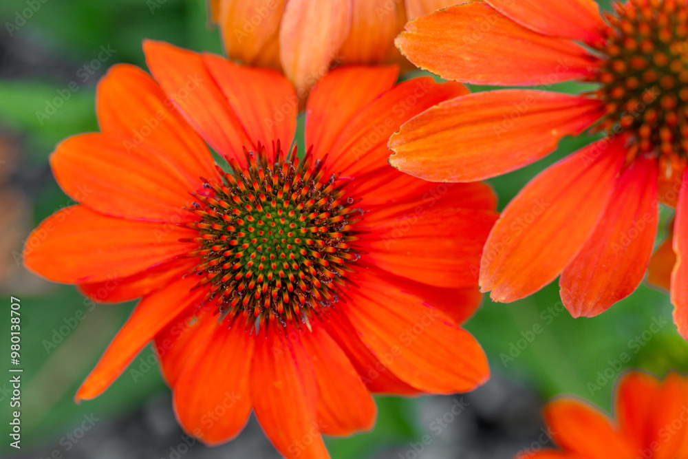 Echinacea blooms in orange and red tones.Medicinal flowers and herbs. Natural traditional medicine and alternative homeopathy.Growing Echinacea and Garden Design Echinacea blooms in orange and red tones.Medicinal flowers and herbs. Natural traditional medicine and alternative homeopathy.Growing Echinacea and Garden Design