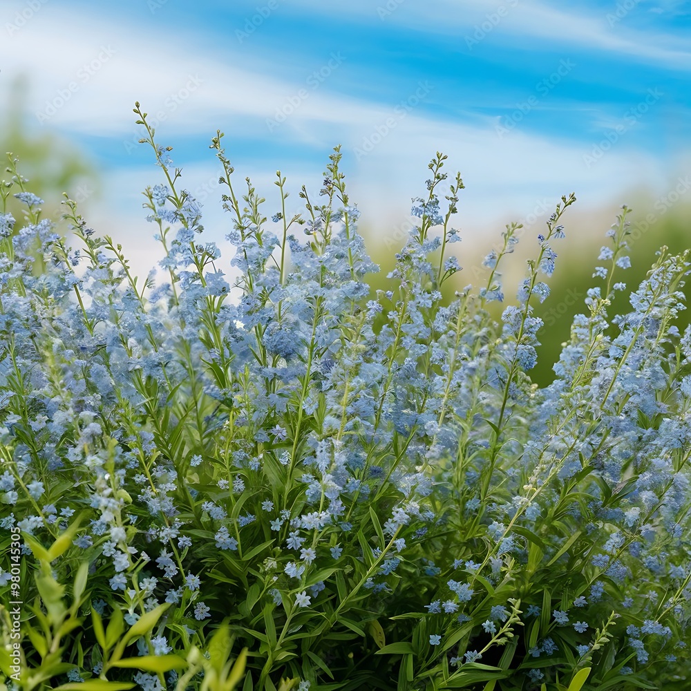 Fototapeta premium Blue Forget me not flowers on a green background