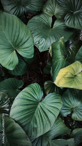 Wallpaper Mural leaves background Torontodigital.ca