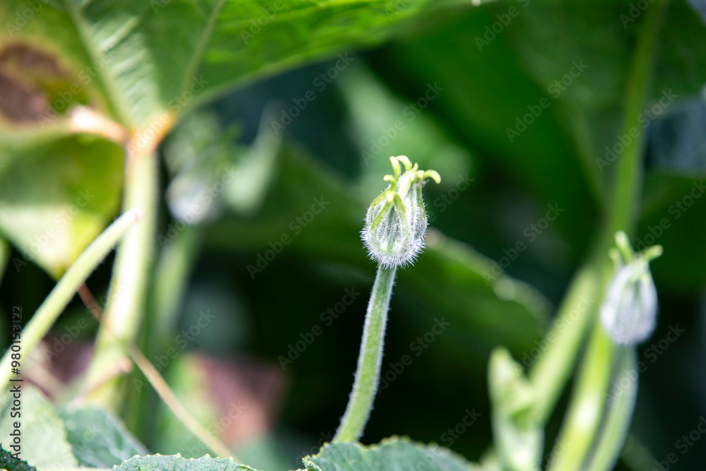 close up of a flower of pumpkin close up of a flower of pumpkin