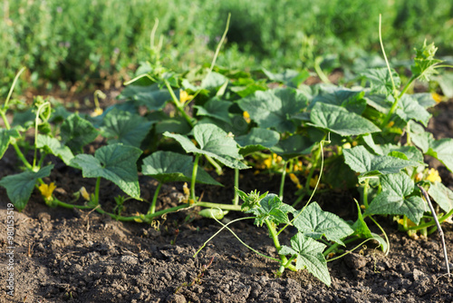 Photos Young cucumber bushes growing in soil on sunny day