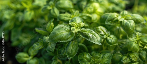 Wallpaper Mural Organic Sweet Basil Torontodigital.ca