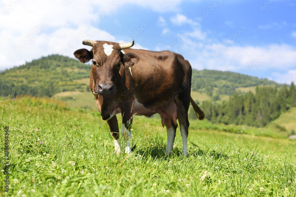 Beautiful cow grazing outdoors on sunny day Beautiful cow grazing outdoors on sunny day