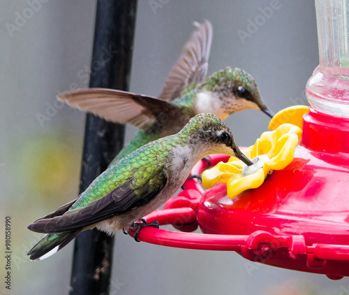 Ruby Throated hummingbird perched or hovering near a feeder in a residential back yard in Montgomery, Alabama.