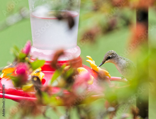 Ruby Throated hummingbird perched or hovering near a feeder in a residential back yard in Montgomery, Alabama. photo