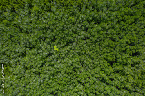 Beautiful aerial view of green mangroves or tropical forest in Thailand.