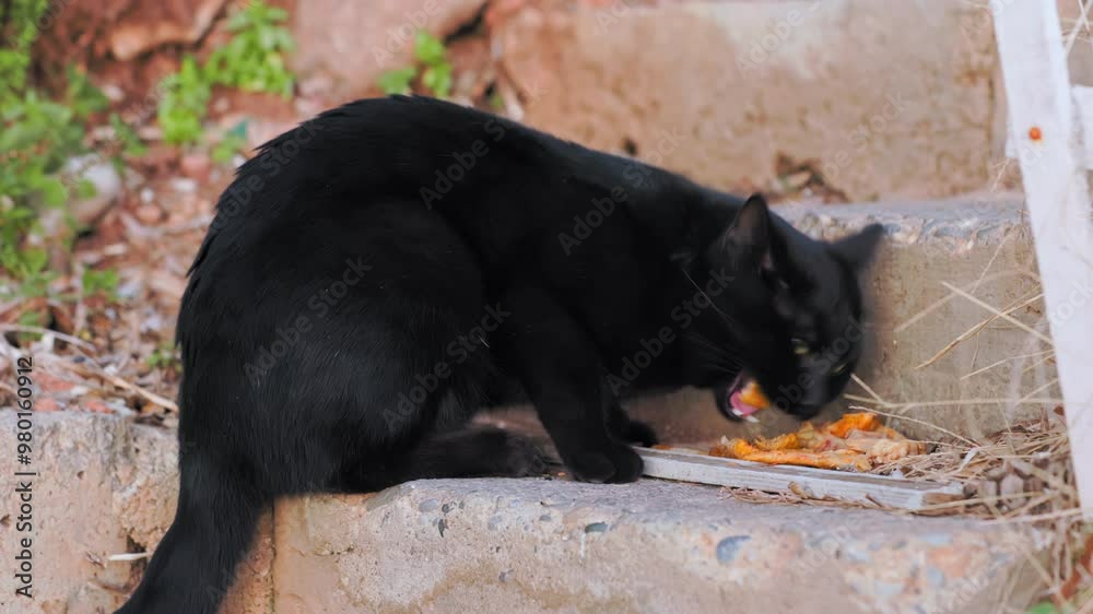 A black cat curiously explores stone steps surrounded by leaves, capturing a moment of natural feline behavior in an outdoor setting. A black cat curiously explores stone steps surrounded by leaves, capturing a moment of natural feline behavior in an outdoor setting.