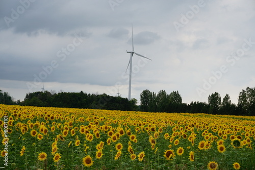 Sunflower field with windmill in the backdrop