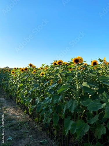 field of sunflowers