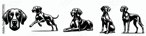 Set of vizsla vector silhouette illustration collection set, dog breed clip art design element bundle 