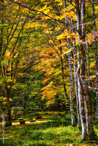 飛騨の山地では秋になると紅葉で渓谷が最も美しくなります