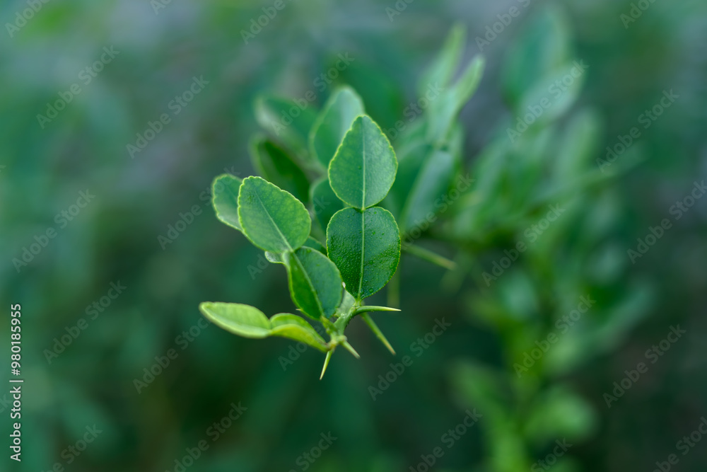 Fresh Kaffir Lime Leaves on the Tree Fresh Kaffir Lime Leaves on the Tree