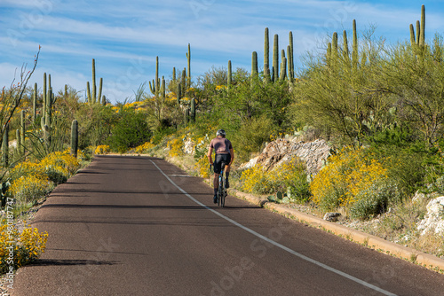 A bicyclist is riding on the loop road at Saguaro National Park, Tucson, Arizona in the springtime.
