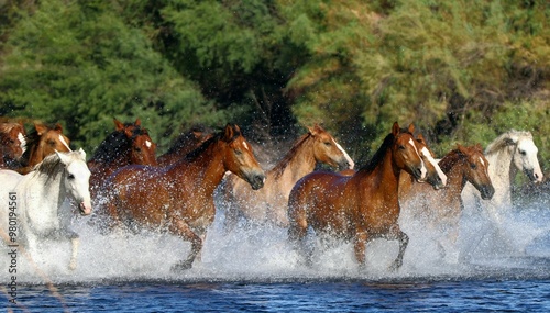 Photography Wild Horses Running in River