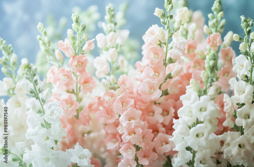 Delicate Coral Snapdragons Flourishing on a Soft Coral Background Delicate Coral Snapdragons Flourishing on a Soft Coral Background
