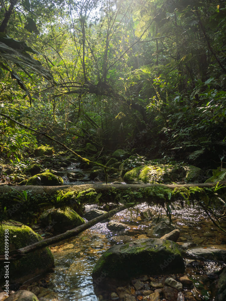 Fototapeta premium river in the forest