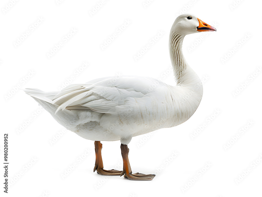 domestic white goose standing isolated on white background domestic white goose standing isolated on white background