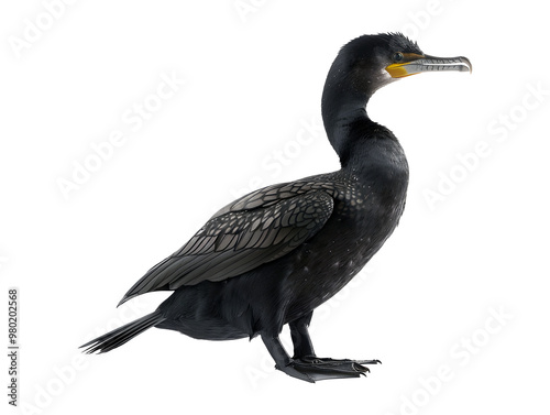 Japanese cormorant bird isolated on transparent background