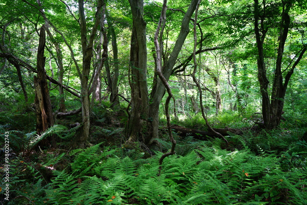 spring primeval forest with ferns and mossy trees spring primeval forest with ferns and mossy trees