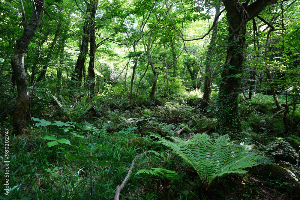 spring primeval forest with ferns and mossy trees spring primeval forest with ferns and mossy trees