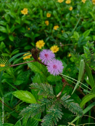 Beautiful flowers in the sri lanka photo