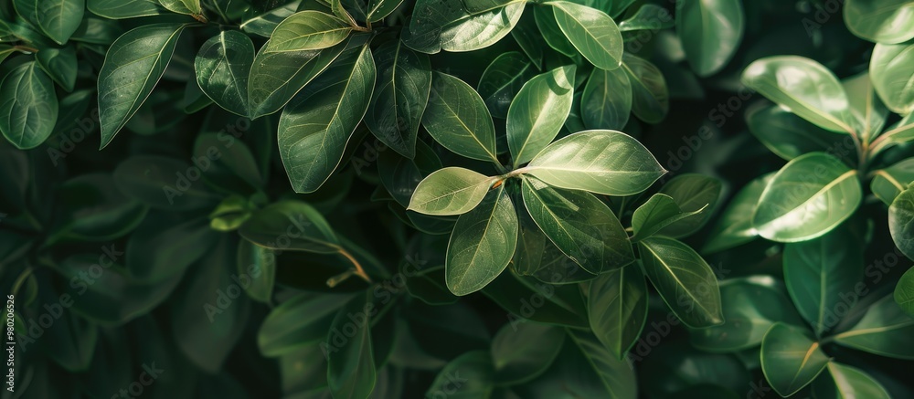 Ornamental Plant Outdoor Beautiful Background Natural Ornamental Plant Outdoor Beautiful Background Natural