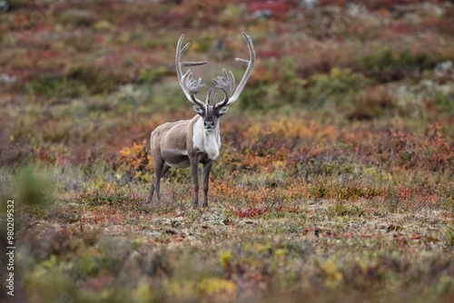 Caribou near the Coppermine River Northern Territories photo