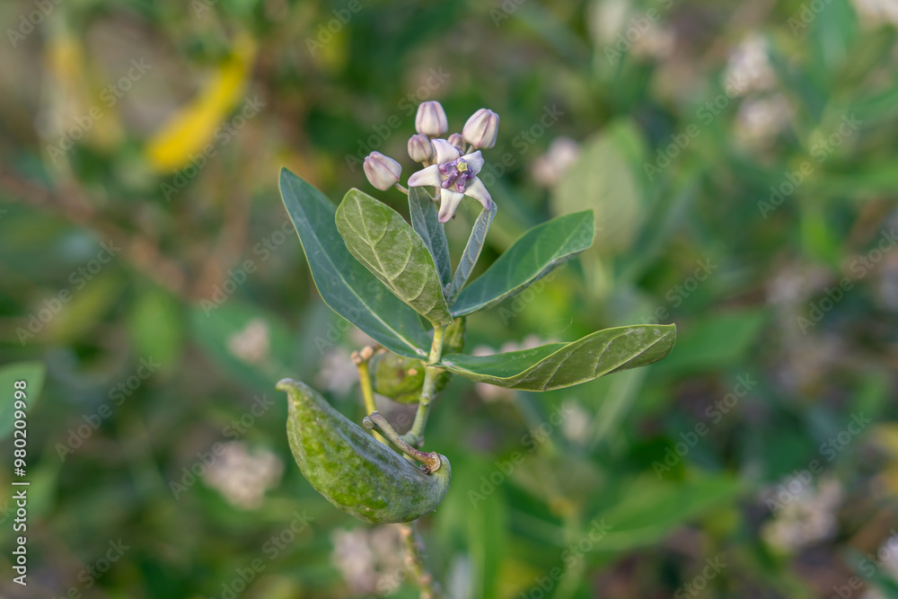 Calotropis gigantea, the crown flower Calotropis gigantea, the crown flower