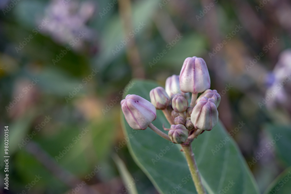 Calotropis gigantea, the crown flower Calotropis gigantea, the crown flower