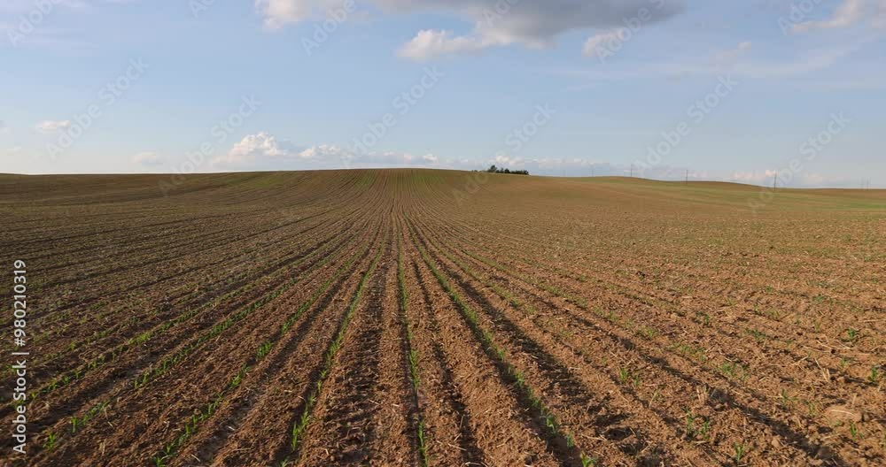young shoots of green corn at sunset, a field with a corn harvest in the evening