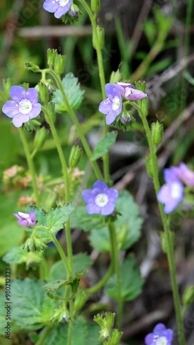 Blue Sticky Scorpionflower, Phacelia Viscida Variety Viscida, an alluring native monoclinous annual herb displaying terminal scorpioid cyme inflorescences during Spring in the Santa Monica Mountains. photo