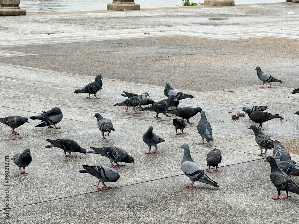 Fototapeta premium pigeons in the park