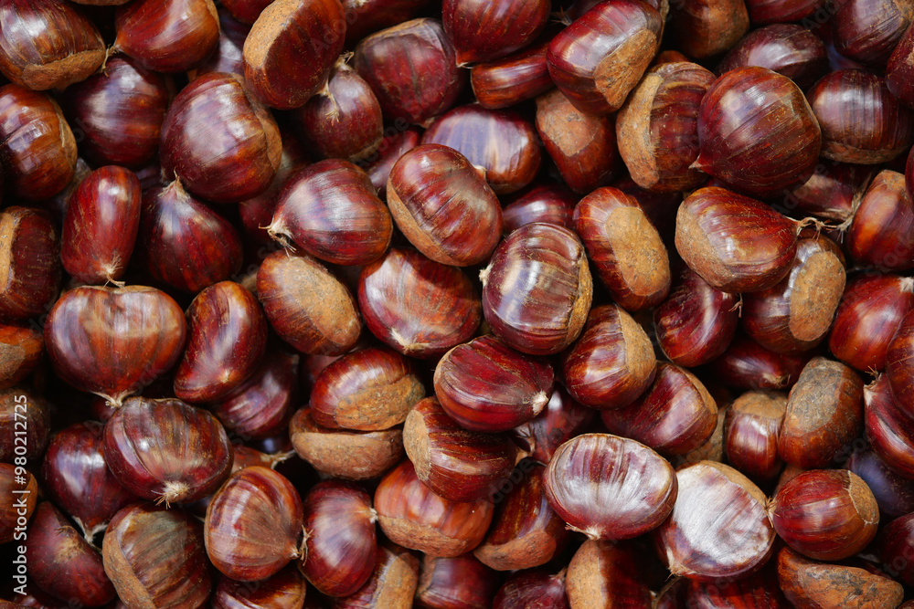 An upclose view of Glossy Chestnuts beautifully displayed in their natural outdoor setting An upclose view of Glossy Chestnuts beautifully displayed in their natural outdoor setting