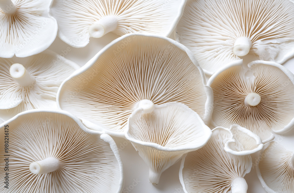 A close up of fresh oyster mushrooms with visible gills and white color arranged in an elegant pattern A close up of fresh oyster mushrooms with visible gills and white color arranged in an elegant pattern