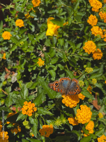 Mariposa primaveral photo