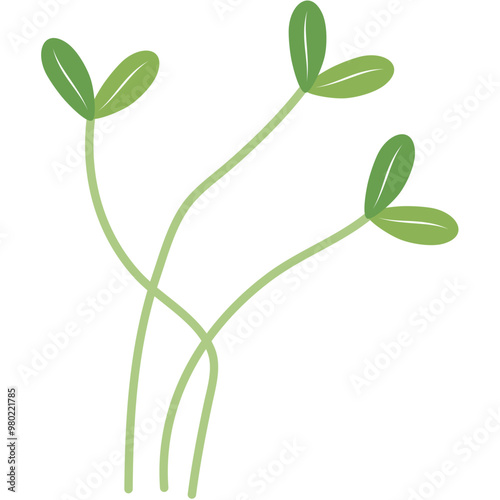 Microgreen Plants