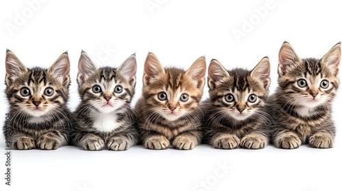 Five adorable kittens lined up looking at the camera.