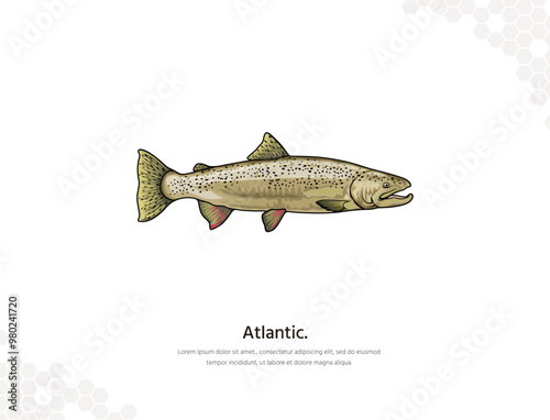 Atlantic Salmon vector art for wall decoration