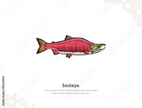 Sockeye Salmon vector art for wall decoration