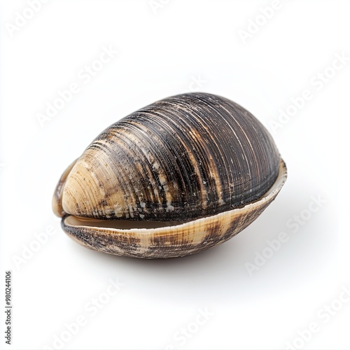 Clam isolated on white background
