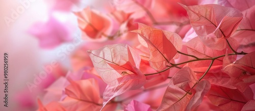 Paper Flowers Or Bougainvillea As Ornamental Plants Aroma Therapy As Traditional Medicine Such As Relieving Coughs Sore Throats Reducing Fever Maintaining Cholesterol And Blood Pressure Balance photo