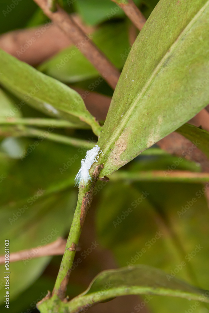 white moth bug on tree leaves garden background, powdery sap sucking tiny white color insect infects plants, common house plant pests in soft focus white moth bug on tree leaves garden background, powdery sap sucking tiny white color insect infects plants, common house plant pests in soft focus