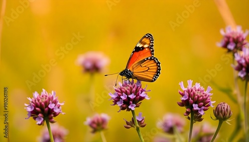 An orange and black butterfly perched on purple clover flowers in a field, with a warm, blurred background