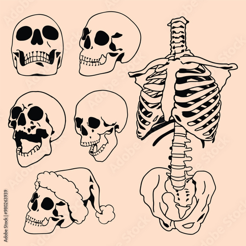Linear drawing doodle of human skull, Skull head hand drawn style, Sketches about head bones, Components Halloween theme elements.