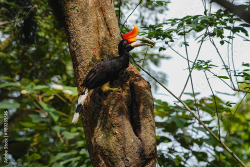 Rhinoceros Hornbill feeding couple