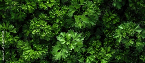 Pile Of The Fresh Twigs Of Green Parsley Curly Leaf Variety Top View Close Up Background x000D