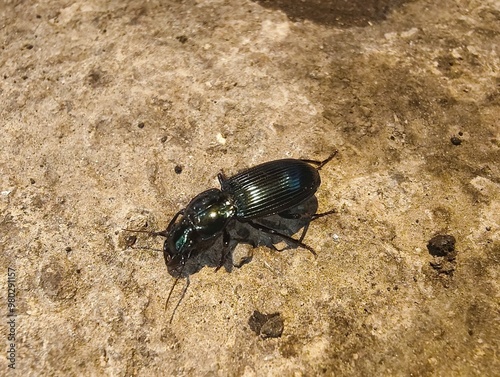Pterostichus melanarius, or the rain beetle, is a black beetle with a shiny body, clearly displaying detailed wings and antennae. photo